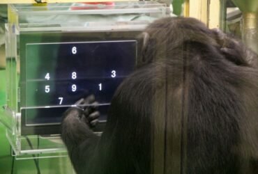 Chimps do better at difficult tasks when they have an audience