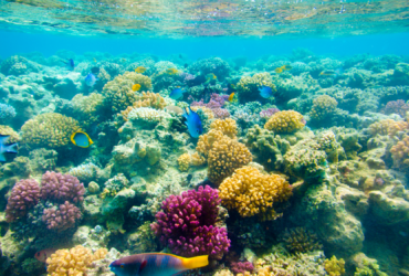 Chlorine and cocoa butter can help disease-ridden corals