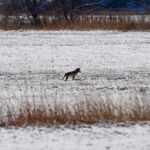 Coyote attacks 4-year-old in Colorado Springs