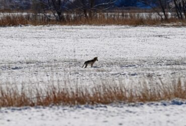 Coyote attacks 4-year-old in Colorado Springs