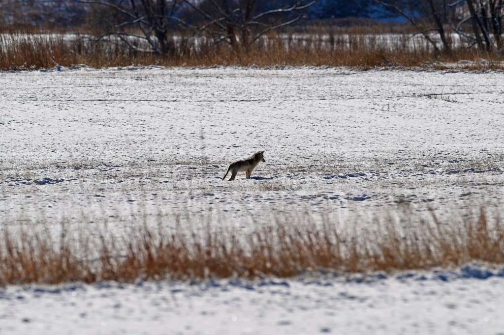 Coyote attacks 4-year-old in Colorado Springs