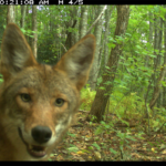 Coyotes seem to thrive under pressure