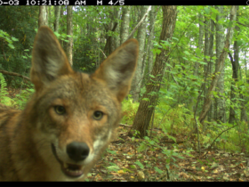 Coyotes seem to thrive under pressure