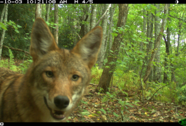 Coyotes seem to thrive under pressure