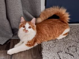 Curly-Tailed Cats Communicate with an ‘Accent’