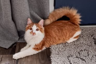 Curly-Tailed Cats Communicate with an ‘Accent’