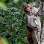 First Of 43 Escaped Lab Monkeys Caught. 42 Still On The Run