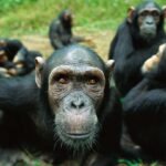 A chimpanzee looks closely into the camera, while four other chimps sit in a group close behind her