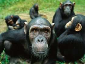 A chimpanzee looks closely into the camera, while four other chimps sit in a group close behind her