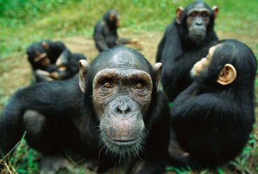 A chimpanzee looks closely into the camera, while four other chimps sit in a group close behind her