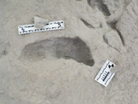 Fossil Footprints Suggest Two Early Human Species Crossed Paths within Hours