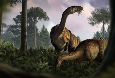 Fossilised droppings tell the story of dinosaurs' rise to power