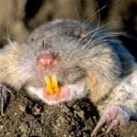 Northern pocket gopher (Thomomys talpoides)