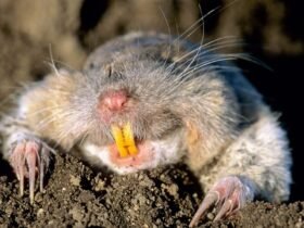 Northern pocket gopher (Thomomys talpoides)