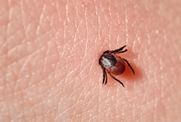 How hitchhiking ticks bring diseases to new places