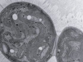 A microscopy image of the Chonkus cyanobacterium.