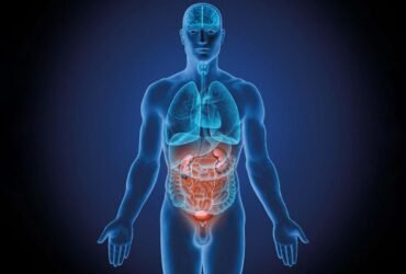 Most comprehensive picture yet of how organs age at different rates