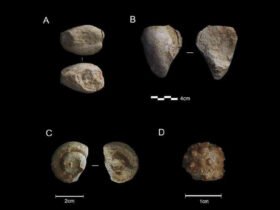 Neanderthals may have enjoyed collecting tchotchkes, just like us