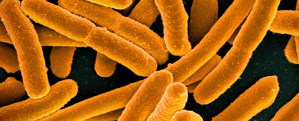 New Technique Gives Hope to Millions Who Experience Chronic UTIs : ScienceAlert