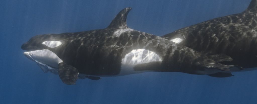 Orcas Have a Killer Technique to Hunt The Biggest Fish in The Ocean : ScienceAlert