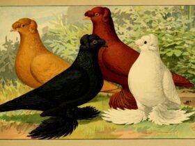 an illustration of fancy pigeons from a 1906 natural history book, Illustriertes Prachtwerk sämtlicher Taubenrassen