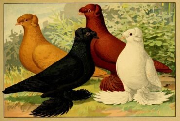 an illustration of fancy pigeons from a 1906 natural history book, Illustriertes Prachtwerk sämtlicher Taubenrassen