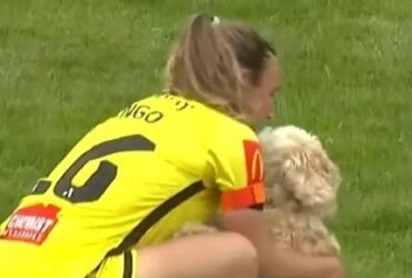 Pooch pitch invasion during Phoenix match