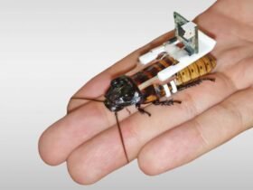 Swarms of cyborg cockroaches could be manufactured by robots