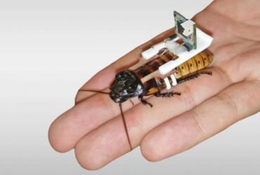 Swarms of cyborg cockroaches could be manufactured by robots