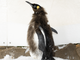 The famous oversized penguin Pesto is molting