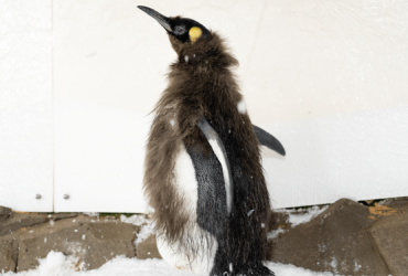 The famous oversized penguin Pesto is molting