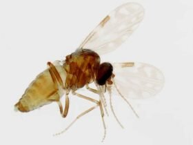 a picture of a midge, which is a very small fly, that transmits the Oropouche virus