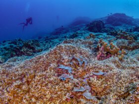 a diver swims over a colorful coral reef