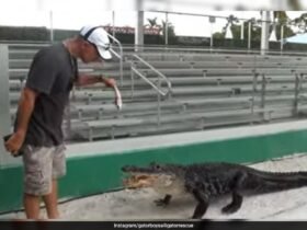 This Alligator Named Darth Gator Only Emerges To His Iconic 'Theme Song'