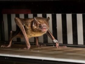 Vampire bats run on a treadmill to reveal their strange metabolism