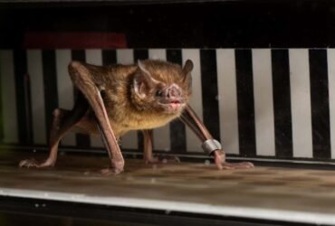 Vampire bats run on a treadmill to reveal their strange metabolism