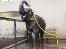 Watch elephants use a hose to shower themselves – and prank others