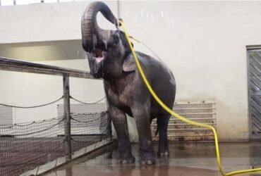 Watch elephants use a hose to shower themselves – and prank others