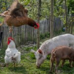 Two pigs eat grass next to a wooden fence with chicken wire attached the the top. A chicken stands next to the pigs while another jumps off the top of the fence.