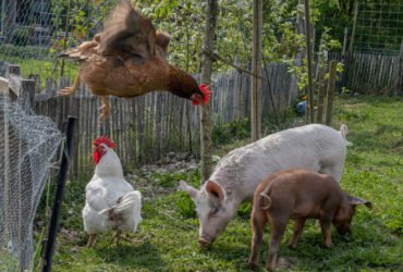 Two pigs eat grass next to a wooden fence with chicken wire attached the the top. A chicken stands next to the pigs while another jumps off the top of the fence.