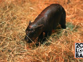 a baby pygmy hippo stands on straw at a zoo