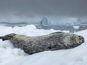 A dramatic blue-grey sky highlights the soft greys of a Weddell seal as it rests on an ice floe.