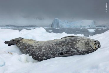 A dramatic blue-grey sky highlights the soft greys of a Weddell seal as it rests on an ice floe.