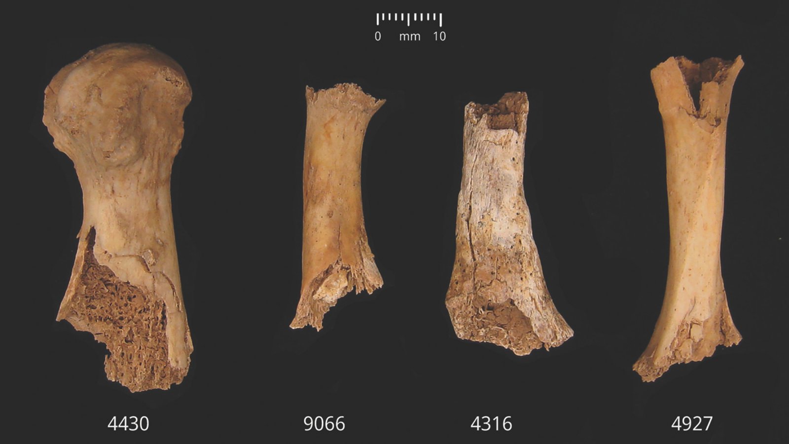 Bronze Age butchery and cannibalism unearthed in England