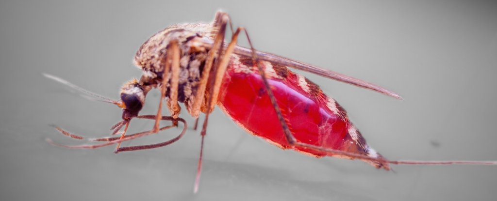 CDC Confirms Malaria Likely Culprit in Deadly DR Congo Outbreak Mystery : ScienceAlert