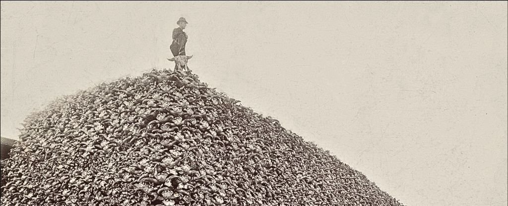 Chilling Historical Photo Captures The Deadly Impact of Humans : ScienceAlert