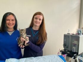 Clinic aiming to lessen stray kittens