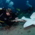 Conservationists are collecting semen from endangered wild sharks