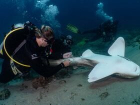 Conservationists are collecting semen from endangered wild sharks