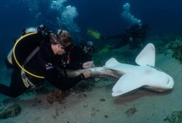 Conservationists are collecting semen from endangered wild sharks